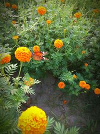 Close-up of yellow flowers in garden