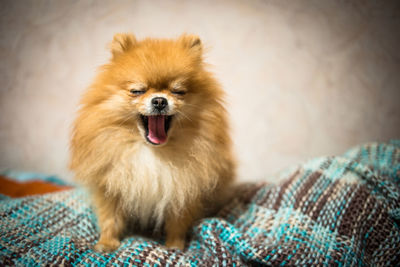 Dog yawning on bed at home