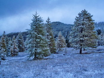 Trees on snow covered field against sky