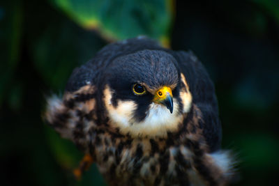 Close-up of owl