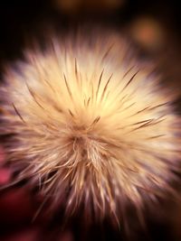 Close-up of dandelion flower