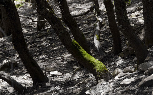 Trees growing in forest