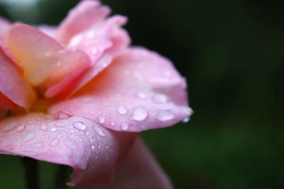 Close-up of water drops on pink flower