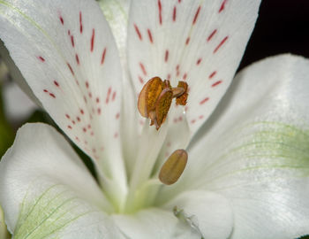 Close-up of white lily blooming outdoors