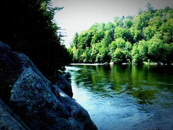 Stream in forest