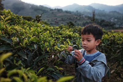 Cute boy picking leaves while standing on mountain