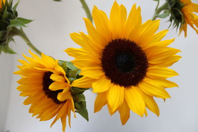 Close-up of fresh sunflower blooming outdoors