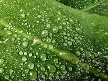 Full frame shot of raindrops on leaf