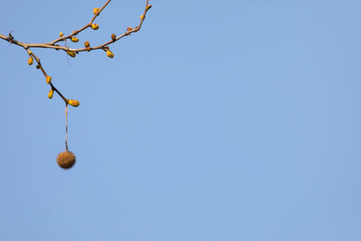 Low angle view of fruits on tree against clear blue sky
