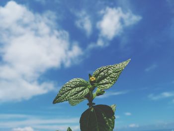 Low angle view of butterfly on plant against sky