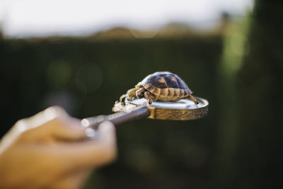 Close-up of hand holding crab