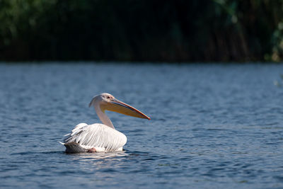 Bird in a lake