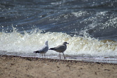 Seagull on beach