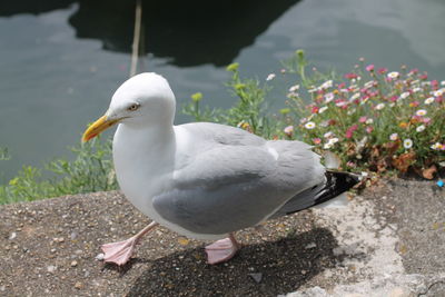 Close-up of seagull perching on ground