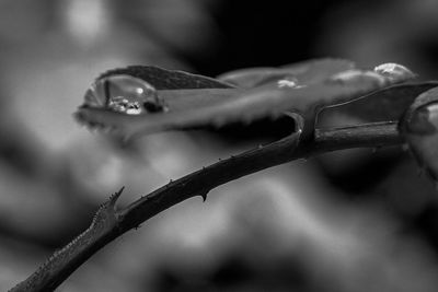 Close-up of lizard on twig