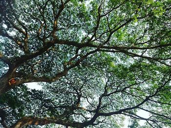 Low angle view of tree