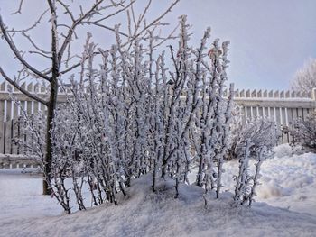 Snow covered trees against sky