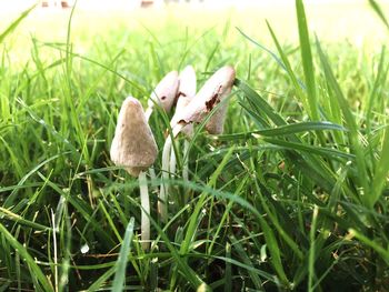 Close-up of mushrooms on grass