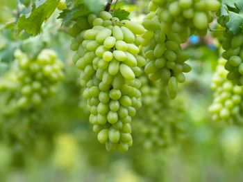 Close-up of grapes growing in vineyard