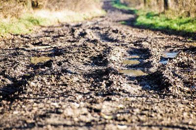 Close-up of puddle