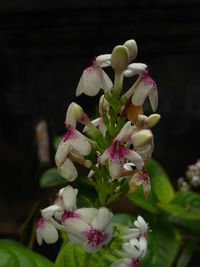 Close-up of pink flowers