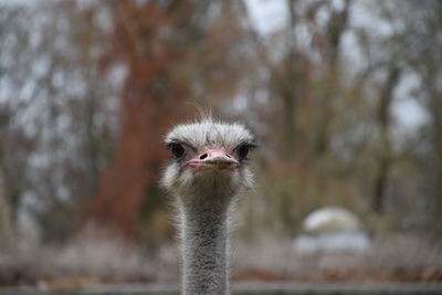 Close-up portrait of a bird