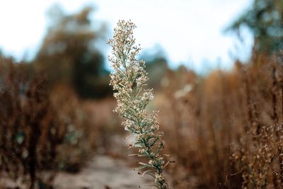 Close-up of flowering plant on land