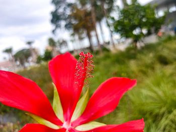 Close-up of red flower