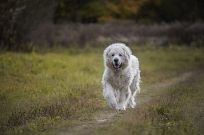 Portrait of dog running on field