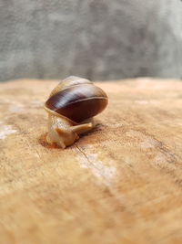 Close-up of snail on wood / land