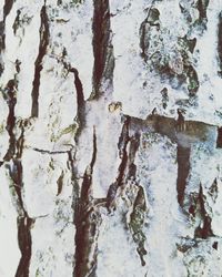 Full frame shot of tree trunk