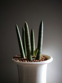 Close-up of potted plant against white background