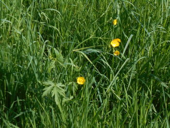 plant