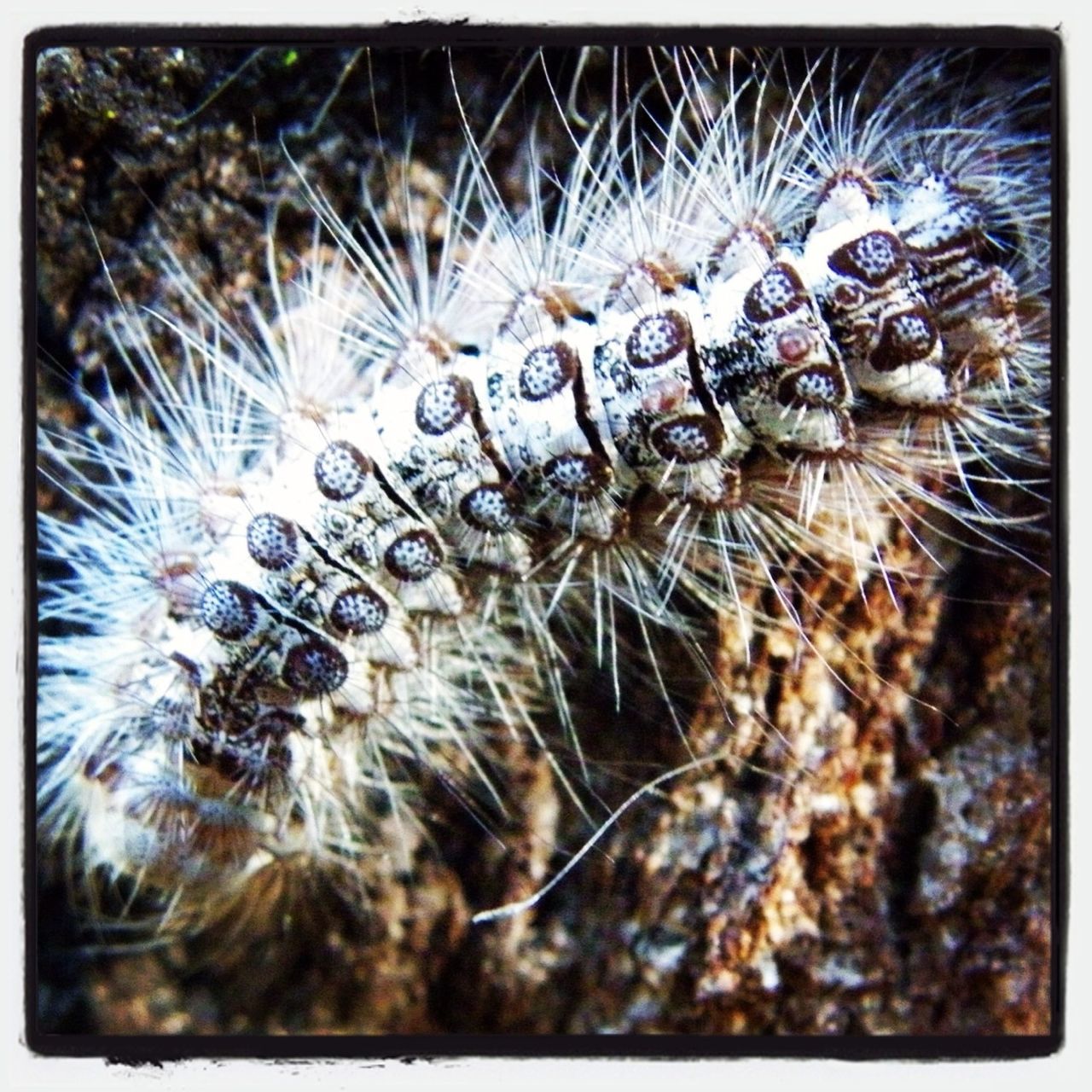 Hairy Caterpillar! #nature#garden#macro