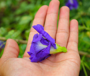 Clitoria ternatea flower,butterfly pea purple flower