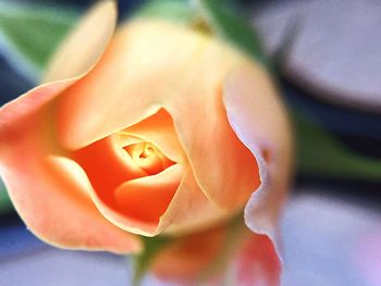 Close-up of rose blooming outdoors