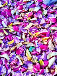 Full frame shot of pink flowers