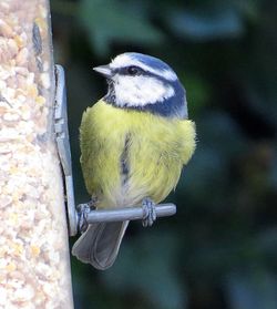 Close-up of bird perching on railing