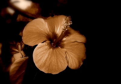 Close-up of wilted flower against black background