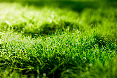 Full frame shot of grassy field