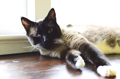 Close-up of cat relaxing at home