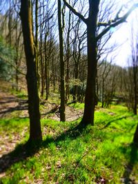 Trees in forest