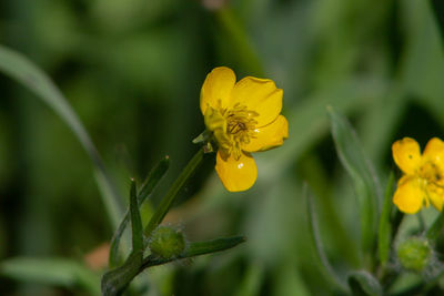 Close-up of yellow flowering plant