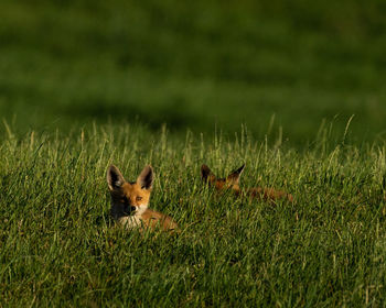 Portrait of cat lying on grass