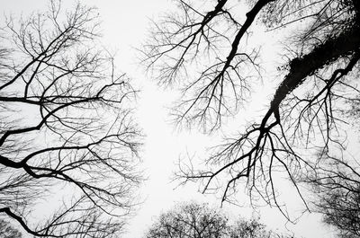 Low angle view of bare trees against sky