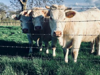 Cows standing in a field