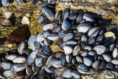 Close-up of shells on rock