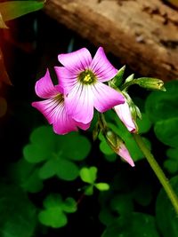 Close-up of pink flower blooming outdoors