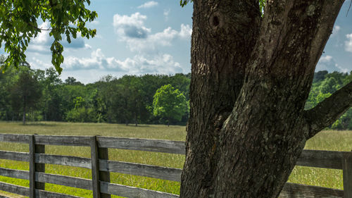 Trees on countryside landscape