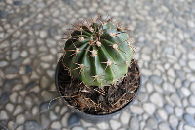 High angle view of succulent plant